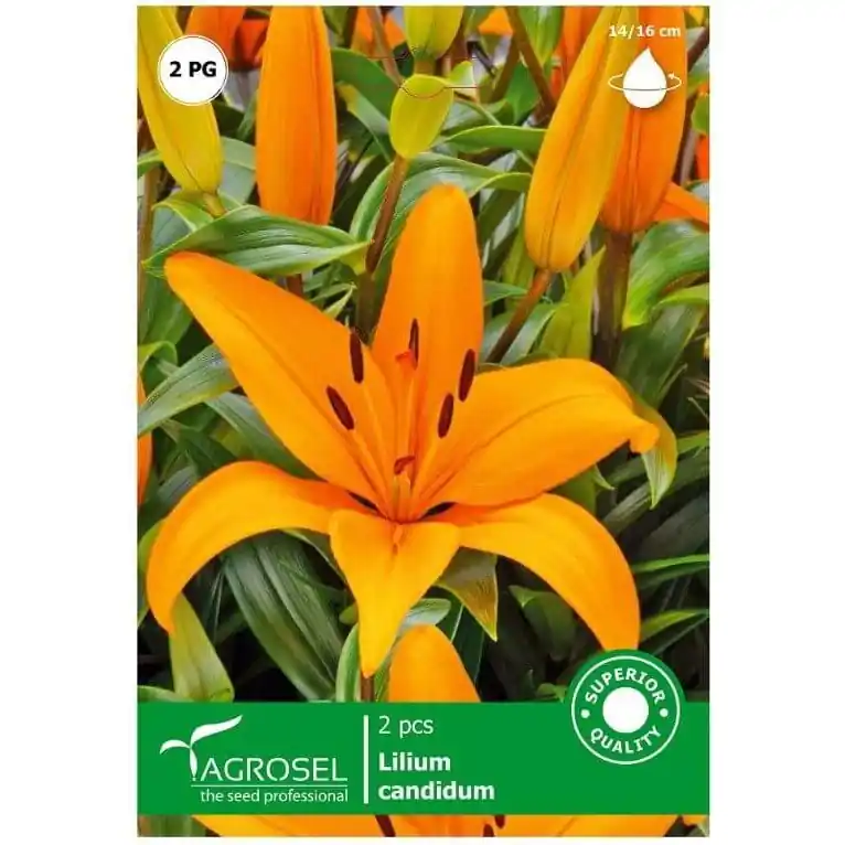 Bulbi floricrin portocaliu Starsem/Agrosel Cumpără online