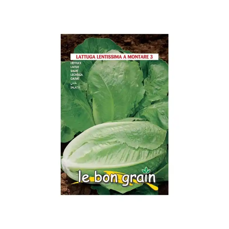 Seminte de Salata Verde Lunguiata, Tip Romana, 5 g, Raci Sementi - Trada Marketplace Nu rata