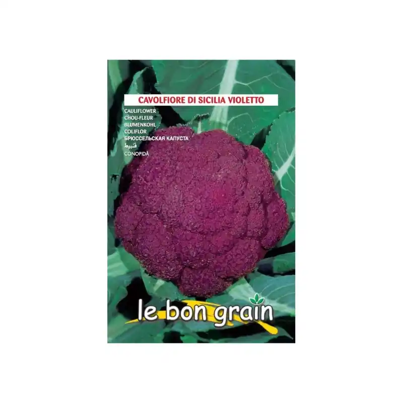 Preț mic Seminte de Conopida Violet, Di Sicillia, 3 g, Raci Sementi Ofert - Trada Marketplace