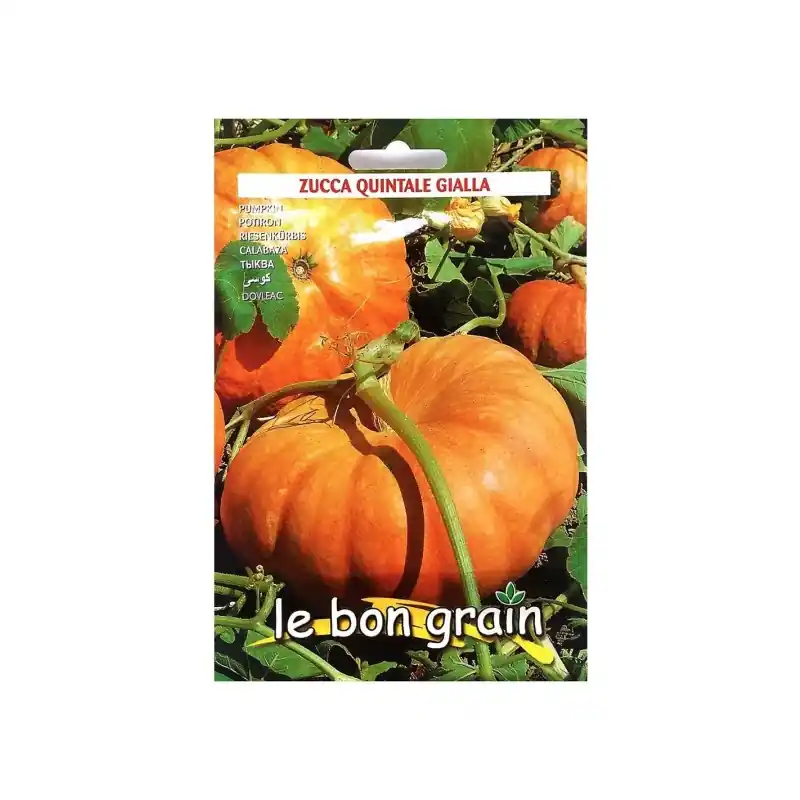 Seminte de Dovleac Placintar, Quintale Gialla, 100 g, Raci Semen - Trada Marketplace Plată sigură