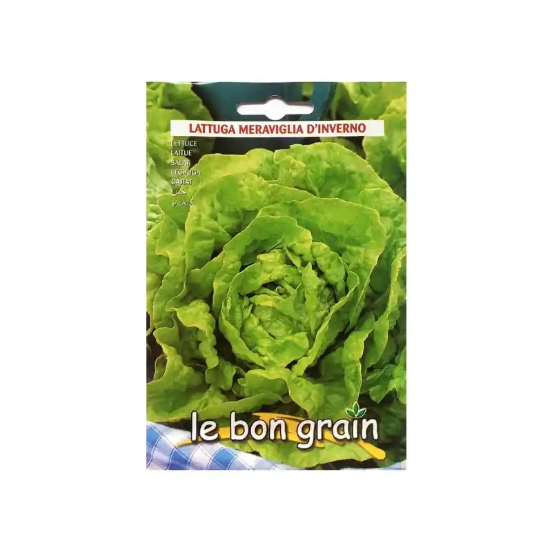 Seminte de Salata Verde Iarna, Frunze Mari, Meraviglia D'Inverno - Trada Marketplace Cel mai bun preț