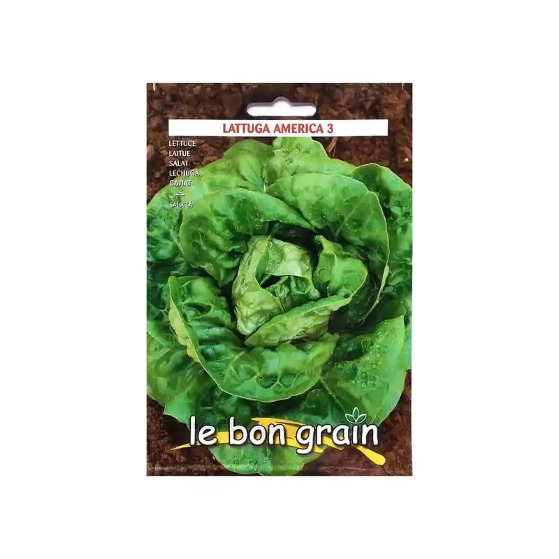 Seminte de Salata Verde, America 3, Frunze Rotunde si Groase, 6 - Trada Marketplace Nu rata