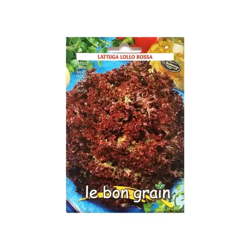Seminte de Salata Rosie Creata, Lollo Rossa, 6 g, Raci Sementi O - Trada Marketplace Ofertă