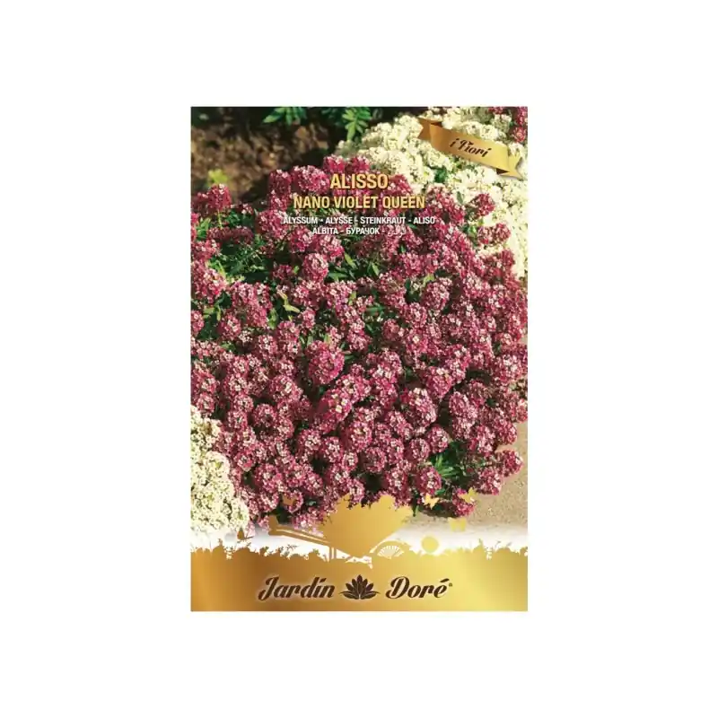 Expediere rapidă Seminte de Albita Pitica, Violet, 1 g, Raci Sementi Oferta Pret - Trada Marketplace