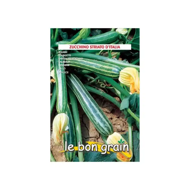 Seminte de Dovlecel Vargat, Striato di Napoli, 7 g, Raci Sementi - Trada Marketplace Cumpără online