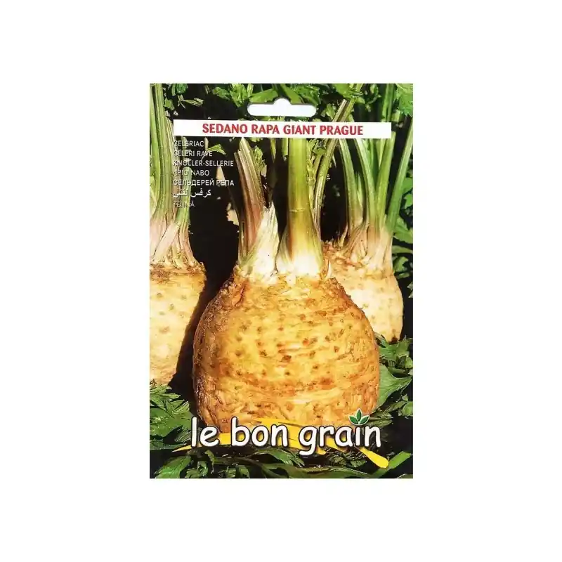 Seminte de Telina, Giant Prague, 100 g, Raci Sementi Oferta Pret - Trada Marketplace Plată sigură