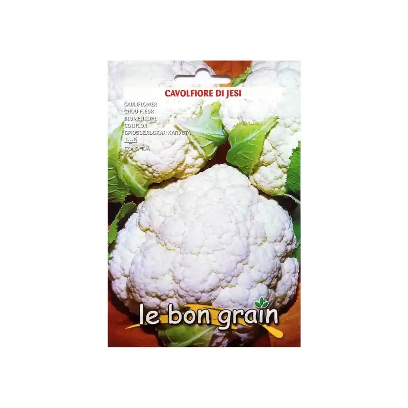 Seminte de Conopida Alba, Di Jesi, 100 g, Raci Sementi Oferta Pr - Trada Marketplace Cel mai vândut