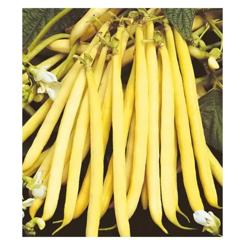 Seminte de Fasole Galbena Fideluta, Rocquencourt, 25 kg, Raci Se - Trada Marketplace Super ofertă
