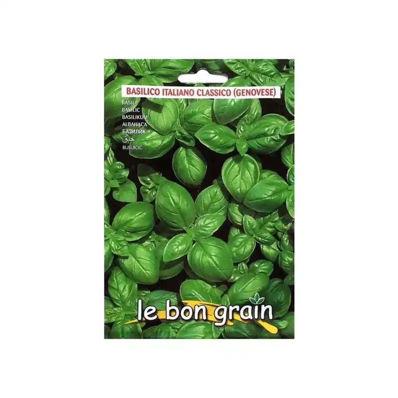 Seminte de Busuioc Verde, Genovese, 5 g, Raci Sementi Oferta Pre - Trada Marketplace Livrare expres